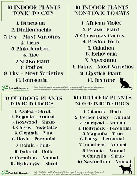 Plants Toxic To Cats And Dogs, Cat Friendly Plants, Toxic To Cats, Toxic Plants For Cats, Cat Safe Plants, Dutch Gardens, Cat Plants, Christmas Cactus, Bamboo Plants