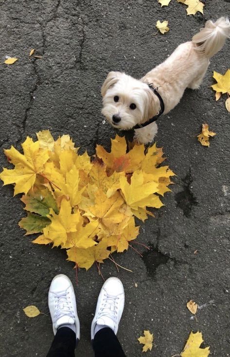 Fall Dog Photos, Dog Photoshoot Pet Photography, Dog Photography Poses, Dog Foto, Photos Of Dogs, Animal Photoshoot, Dog Calendar, Photos With Dog, Dog Photoshoot