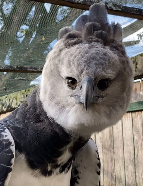 Harpy Eagle Cool Birds Of Prey, Harpy Eagle Character Design, Harpy Oc, Mando Cosplay, Harpy Eagle, Tropical Animals, Eagle Tattoo, Animal References, Pirate Woman