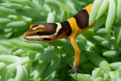 Check out our list of the 15 best leopard gecko terrarium plants with pictures to help you give your pet the best home possible. [DETAILS] Gecko Terrarium, String Of Pearls Plant, Peperomia Plant, Leopard Geckos, Reptile Enclosure, Jade Plants, Leopard Gecko, Terrarium Plants, Hardy Plants