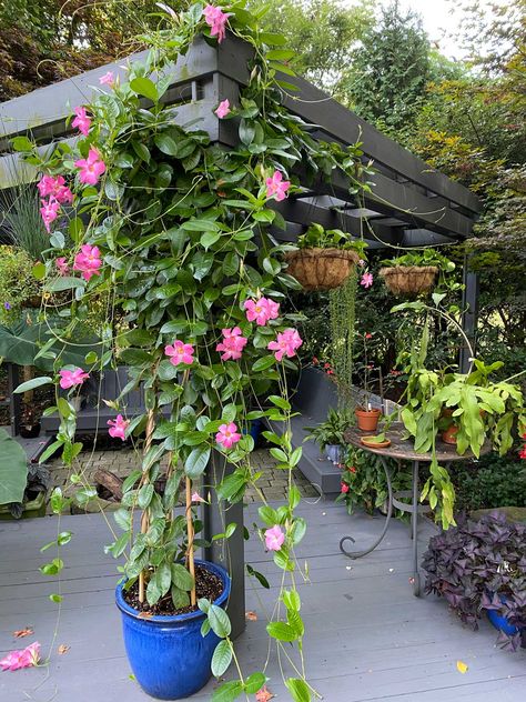 Dipladenia Container Ideas, Mandevilla Trellis In Pot, Climber Plants Ideas, Mandevilla Trellis Ideas, Bougainvillea Trellis Potted, Patio Trellis Ideas, Mandevilla Vine Ideas Trellis, Pot Trellis Ideas, Mandevilla Vine Ideas Pots