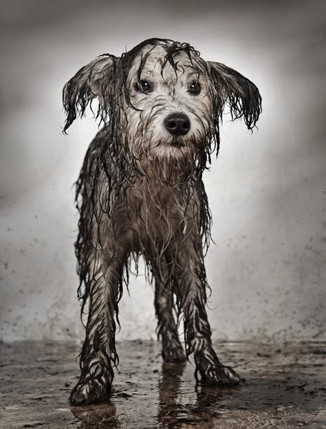 . Getting Wet, Wet Dog, Dog Rules, Arte Animal, Sweet Animals, In The Rain, Animals Friends, I Love Dogs, Dog Life