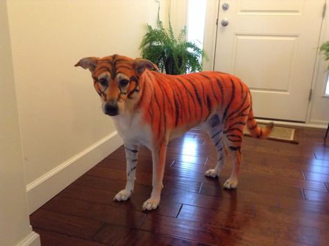 Tiger striped Halloween dog costume using snazaroo washable costume paint. Tiger Paint Dresses, Tiger Diy Costume, Diy Tiger Costume, Dog Tiger Costume, Tiger Halloween Costume, Tiger Halloween, Halloween Dog Costume, Treats For Halloween, Flying Tiger