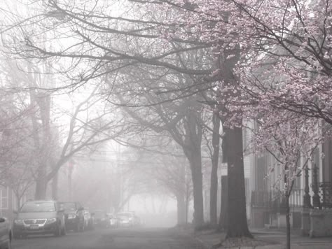 Japan Cherry Blossom, Cherry Blossom Japan, Sakura Tree, Nothing But Flowers, Japan Aesthetic, The Fog, Cherry Blossom Tree, Blossom Trees, Oui Oui