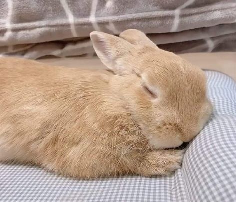 Ezreal League Of Legends, Funny Bunny Videos, Pet Bunny Rabbits, Sleeping Bunny, Cute Bunny Pictures, Bunny Mom, Bunny Pictures, Pet Bunny