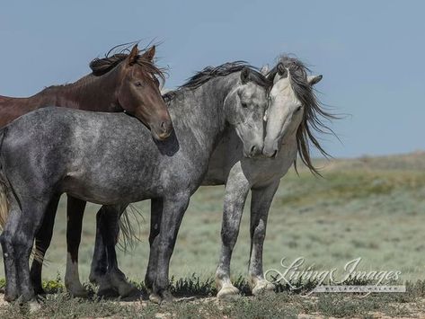 Horses Standing, Mustang Makeover, Horses Aesthetic, Wild Horses Mustangs, Three Horses, Horse Reference, Horse Anatomy, Horse Inspiration, Mustang Horse