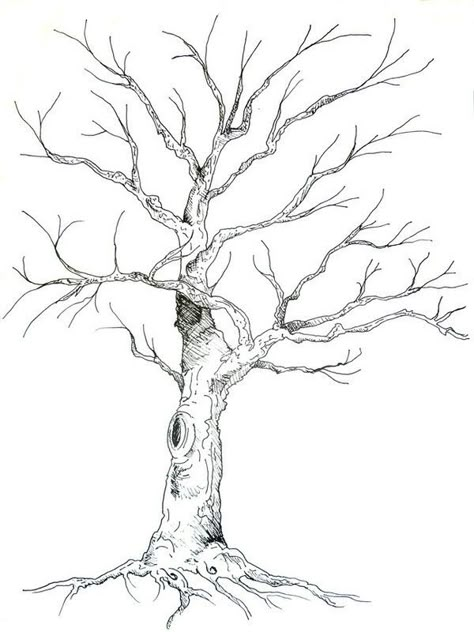 Drawing Of A Tree, Guest Book Tree, Tree Drawings Pencil, Tree Sketches, White Drawing, Leaf Drawing, Tree Illustration, Tree Drawing, Tree Tattoo