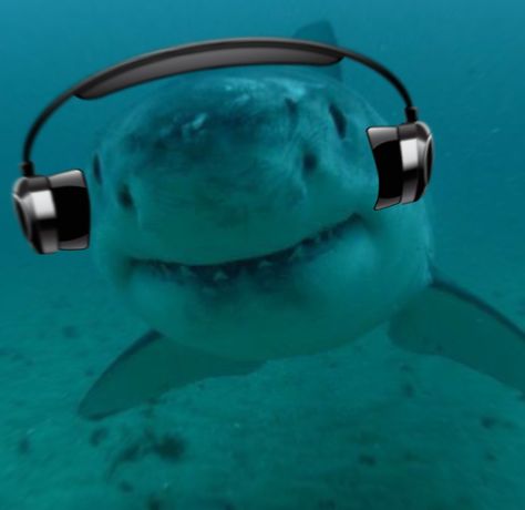 Shark With Headphones, Shark Headphones, Shark Widget, Shark Pics, Silly Shark, Sea Core, Silly Sharks, Silly Fish, Aquatic Theme