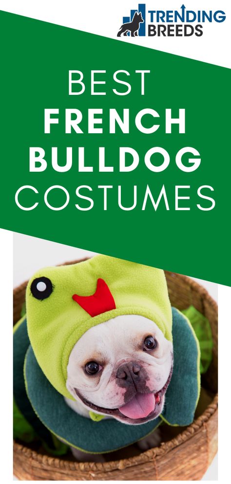 Costumes For French Bulldogs, Costumes For Bulldogs, Frenchie Costume Halloween, Frenchie Costume, Frenchie Halloween Costumes, Bulldog Costumes, French Bulldog Halloween Costumes, French Bulldog Costume, French Bulldog In Clothes