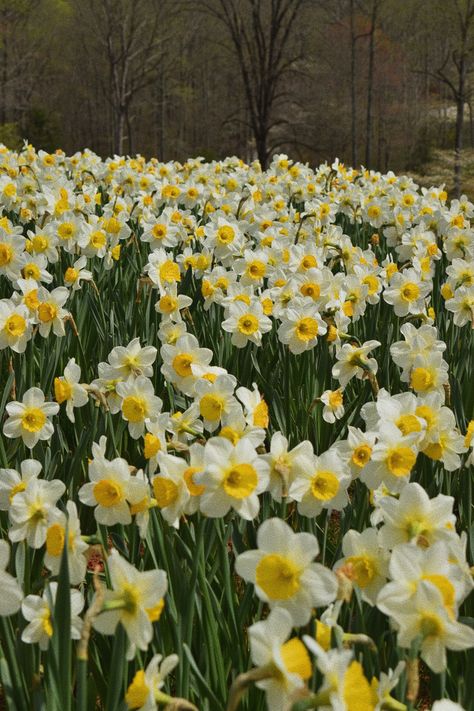 March Flower Daffodils, Wallpaper Daffodil, Narcissus Flower Aesthetic, Narcissus Aesthetic, Daffodil Flower Aesthetic, Daphodil Flower, Daffodils Aesthetic, Daffodil Aesthetic, Daffodils Field