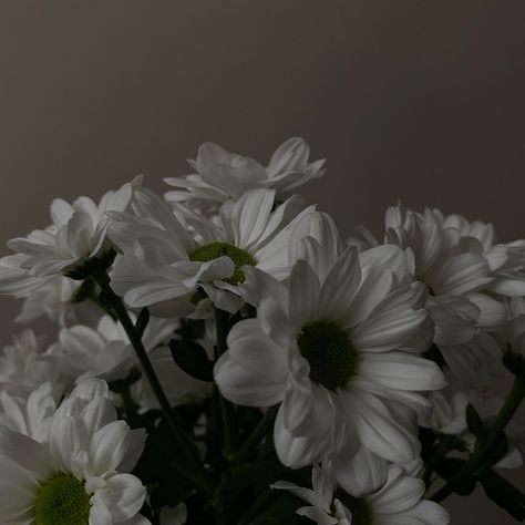 Flowers Aesthetic, Plant Aesthetic, Gray Aesthetic, Grey Flowers, Rainbow Wall, White Flowers, Book Worms, Vines, Light Grey