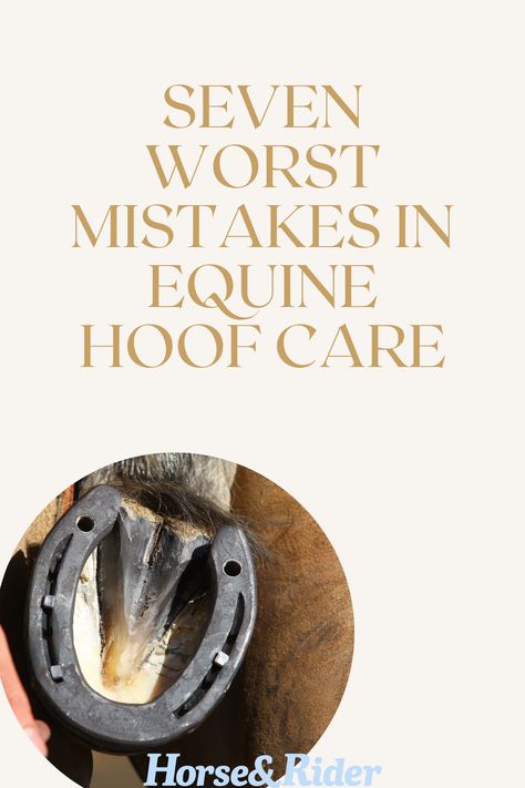 Equine Veterinarian, Hoof Care, Horse Feed, Horse Grooming, Horse Health, Horse Life, For A Reason, Horse Rider, Mule