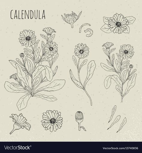 Calendula Tattoo, Flor Tattoo, Calendula Flower, Birth Flower Tattoos, Marigold Flower, Flowers Petals, Hand Drawn Flowers, Botanical Drawings, Drawing Set