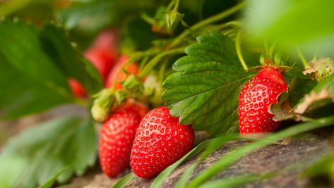 How and When to Fertilize Strawberries for the Best Harvest Potted Strawberry Plants, Types Of Strawberries, Strawberries In Containers, Strawberry Plant, Strawberry Leaves, Berry Plants, Plant Tissue, Natural Fertilizer, Growing Strawberries