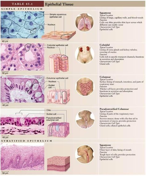 Tissue Epithial Tissue, Tissue Anatomy Notes, Connective Tissue Anatomy, Glandular Epithelium, Anatomy Notes Aesthetic, Epithelial Tissue, Tissue Biology, Study Exam, Anatomy Notes