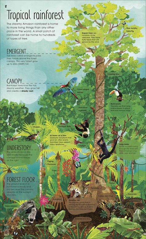 RHS The Magic and Mystery of Trees: Amazon.co.uk: Royal Horticultural Society (DK Rights) (DK IPL), Green, Jen, McElfatrick, Claire: Books Rainforest Poster, Rainforest Project, Forest Resources, Magic And Mystery, Forest Ecosystem, Forest And Wildlife, Infographic Poster, Infographic Illustration, Natural Science