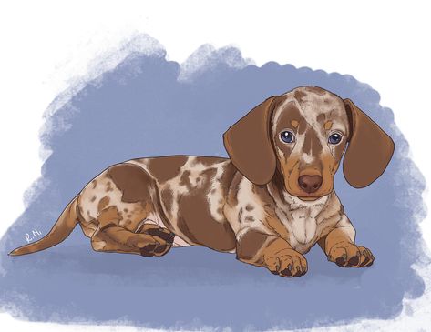 Cute Dachshund Drawings, Dachshund Doodle, Dachshund Sketch, Dachshund Wallpaper, Dachshund Drawing, Dachshund Cartoon, Dachshund Illustration, Dapple Dachshund Puppy, Dachshund Tattoo