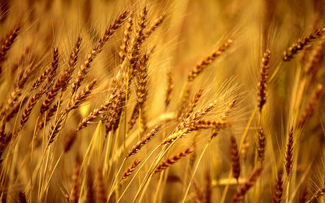 Wheat Field Background Agriculture Photography, Agriculture Photos, Field Wallpaper, Twitter Backgrounds, Fields Of Gold, Wheat Fields, Honey Colour, Jolie Photo, Backgrounds Desktop