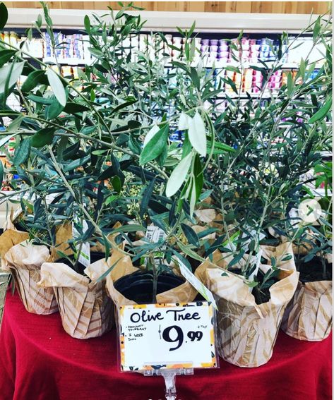 Indoor Olive Tree, Olive Plant, Olive Trees, Trader Joe’s, Perfect Plants, Trader Joe, The Soil, Olive Tree, Trader Joes