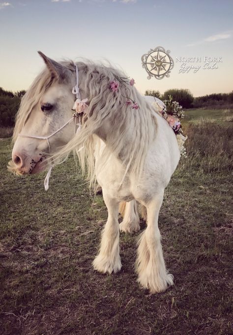 North Fork Gypsy! North Fork Rollin' Thunder Bailey maternity photos, flowers and manes, braided tails. Gypsy horse Maternity Photos Flowers, Horse In Snow, Pet Photography Poses, Horses In Snow, Horse Braiding, Horse Flowers, Photos Flowers, Winter Horse, Horse Wedding