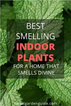 Fragrant Indoor Plants, Make Your Home Smell Amazing, Funny Vine, Household Plants, Home Smell, Inside Plants, Smart Garden, Best Indoor Plants, Garden Types