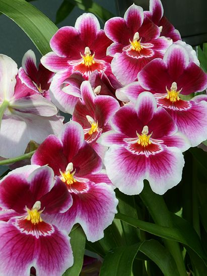 The "Pansy Orchid" --- Miltoniopsis is a genus of six tropical orchid species native to Costa Rica, Panama, Venezuela, Colombia and Ecuador -- Grow in Rainforests ranging up to 2200 meters! ♥ Exotic Orchids, Beautiful Orchids, Orchid Flower, Exotic Flowers, Garden Flowers, Flower Beauty, Beautiful Blooms, Tropical Flowers, Amazing Flowers