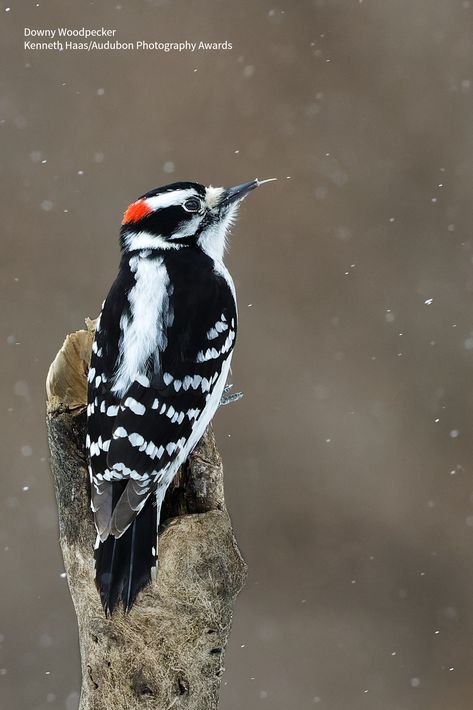 Nuthatch Bird, Alaska Nature, Art Work Inspiration, Backyard Birds Feeders, Animals Are Better Than People, Nuthatches, Bird Facts, Downy Woodpecker, Audubon Birds