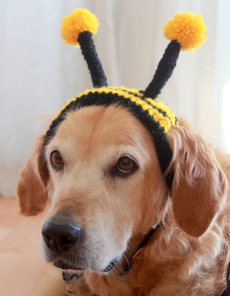 Crocheted Dog Hats, Dog Hats Crochet Free Pattern, Crochet Dog Headband, Crochet Dog Costume Free Pattern, Crochet Hat For Dog, Crochet Hats For Dogs, Crochet Dog Hats, Dog Customes Halloween, Bee Crochet Hat