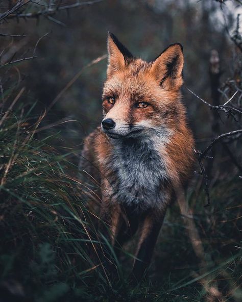 Cunning Fox, Fox Art, Orange Is The New Black, Cute Fox, Cute Animal Videos, Red Fox, Wild Life, Animal Photo, Animal Gifs