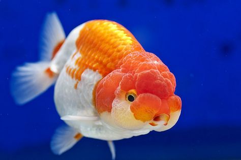 Ranchu goldfish by 2chins, via Flickr Ranchu Gold Fish, Goldfish Wallpaper, Goldfish Care, Goldfish Tattoo, Oranda Goldfish, Goldfish Art, Goldfish Tank, Bawah Air, Golden Fish