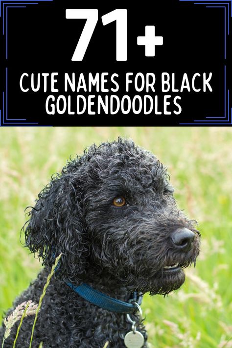 Black Goldendoodle sitting in a field with text above saying "71+ Cute Names for Black Goldendoodles" Black Doodles Dog, Black Goldendoodle Puppy, Black Mini Goldendoodle, Golden Doodle Black, Black Golden Doodle, Black Doodle Dog, Black Goldendoodle, Goldendoodle Names, Goldendoodle Black