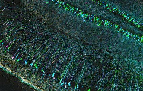 Confocal microscopy of mouse brain, detail | Flickr - Photo Sharing! University Of California Santa Cruz, Confocal Microscopy, Micro Art, Nerve Cells, Microscopic Photography, Molecular Biology, Science Biology, Science News, Neurology