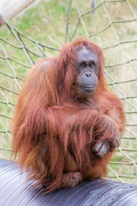 Birthday Girl Amy is 32 today and one of the first residents of Monkey World :) Monkey Family, Girl Monkey, Types Of Monkeys, Zoo Zoo, Monkey World, Monkey Girl, Mountain Gorilla, Great Ape, List Of Animals