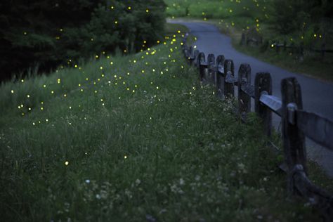 7 Simple Steps to Attracting More Fireflies to Your Backyard Lighting Bugs, Lightning Bugs, Michigan Summer, Backyard Lighting, Backyard Fire, Starry Night Sky, Green Lawn, One Summer, Water Systems