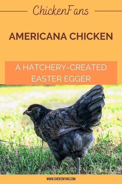 Americana Chickens Hens, Americana Chickens Eggs, Americauna Chickens, Americana Chickens, Ameraucana Chicken, Easter Egger Chicken, Chicken Coloring, Easter Eggers, Chicken Farming