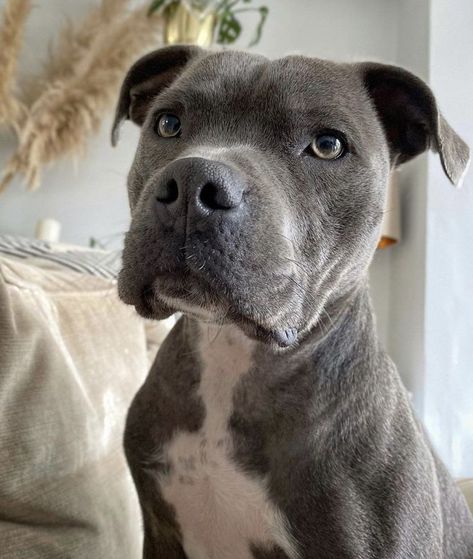 Grey Staffy, Gray Pitbull, Blue Staffy Puppy, Amstaff Dog, Dog Staffy, Grey Pitbull, Blue Pitbull, Staffy Dog, Cute Names For Dogs