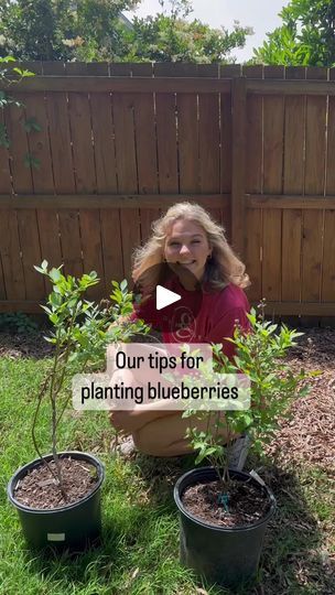 Blueberry Tree, Blueberry Gardening, Blueberry Farm, Blueberry Plant, Green Love, Flowers Gardening, Blueberry Bushes, Gardening Plants, Garden Veggies