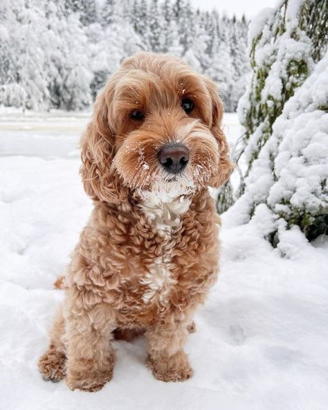 M U L T E ❀ on Instagram: "snowy days are the bestest days ❄️ our definition of winter wonderland is snow crystals glistening in the sun, trees covered in fresh snow, and the sound of snow chrunching when we walk 🤍 swipe for magic and multe’s snow beard fits in perfectly 🥹 • • • #puppy #puppylove #instapuppy #puppiesofinstagram #pupsofig #dog #doggygram #doglife #dogsofinstagram #dogsofinsta #dogstagram #dogoftheday #doglover #ilovemydog #poodle #cockerspaniel #poodlemix #spanielmix #cockapoo Golden Doodle Fall Pictures, Golden Doodle Christmas Pictures, Christmas Goldendoodle, Preppy Golden Doodle, Goldendoodle With Bow, Golden Doodle Dog, Teddy Bear Dog, Cockapoo Puppies, Snow Crystal