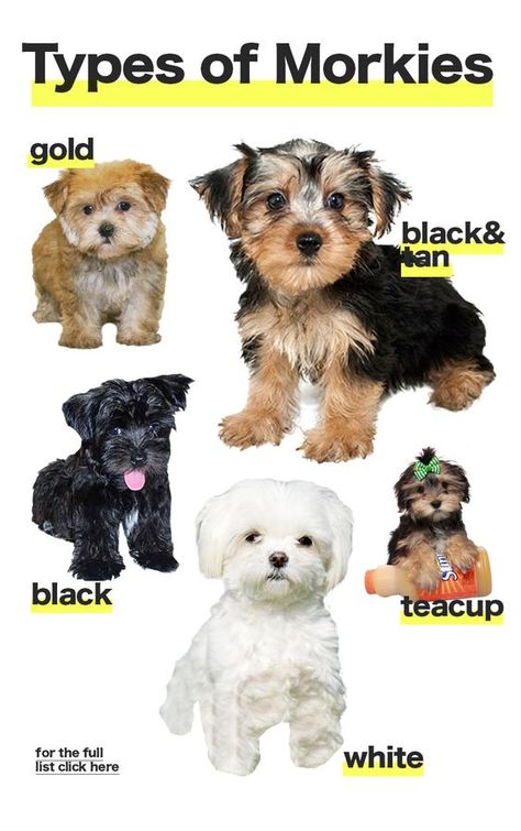 The different types of Morkie dogs colors and sizes Morkie Puppies Haircuts, Morky Dogs, Morkie Poos, Morkie Haircut Hairstyles, Black Morkie, Black Yorkie, Maltese Yorkie Mix, Morkie Dogs, Maltese Yorkie