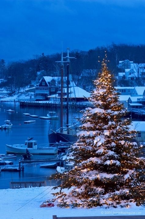 christmas maine | Christmas Tree - Camden, Maine - New England | Snow pics New England Christmas, Camden Maine, Maine New England, W Hotel, Coastal Christmas, Christmas Scenes, Winter Wonder, Noel Christmas, Christmas Love