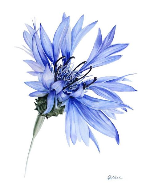 자작나무 그림, Watercolor Flowers Tutorial, Blue Cornflower, Watercolor Flower Art, Watercolor Flowers Paintings, Botanical Painting, Botanical Drawings, Flower Art Painting, Watercolor Cards