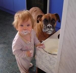 The kid made me do it. Boxer And Baby, Boxer Love, Funny Pets, Love My Dog, 웃긴 사진, Memes Humor, Boxer Dogs, E Card, Funny Animal Pictures