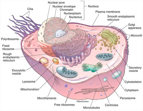 Animal Cell Structure photo Drawing Of A Animal, Genetics Illustration, Human Cell Structure, Animal Cell Drawing, Animal Cell Organelles, Animal Cell Structure, Cell Structure And Function, Veterinary Anatomy, Fish Anatomy