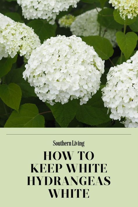 Different Hydrangeas, Row Of Hydrangeas, White Hydrangea Front Porch, White Hydrangea Front Of House, Invincible Wee White Hydrangeas, Blushing Bride Hydrangea Landscaping, White Wedding Hydrangea Plant, All White Landscaping, White Hydrangea Landscaping Front Yard