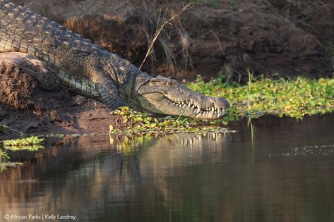 Matusadona National Park - Africa Geographic Things To Do In Florida, Kakadu National Park, North American Animals, American Alligator, Breathtaking Photography, Travel Team, Wild Dogs, Crocodiles, Reptiles And Amphibians