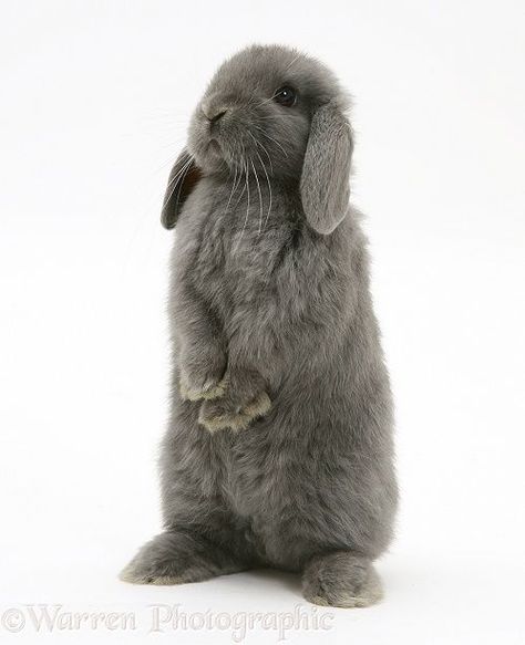 Young grey Lop rabbit photo Warren Photographic Lop Eared Bunny, Lop Rabbit, Gray Rabbit, Rabbit Photos, Cute Bunny Pictures, Holland Lop, Grey Bunny, Bunny Pictures