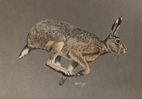 Rabbit Anatomy, Hare Pictures, Running Hare, Hare Painting, Wild Hare, Arte Doodle, Black Rabbit, Animal Study, Colour Pencil