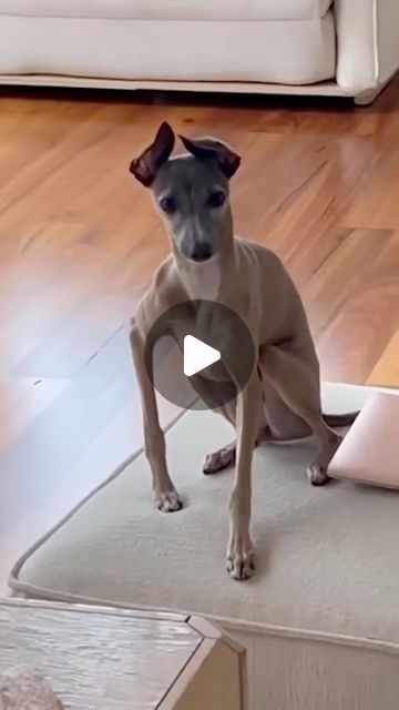 Animals Doing Silly Things, Dogs Being Funny, Funny Dog Video, Animal Funny Videos, Animals And Pets Funny, Funny Dog Videos Try Not To Laugh, Funny Pets Videos, Silly Animals Videos, Cute Animal Videos Funny