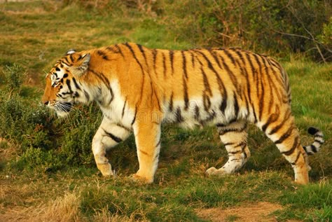 Tiger walking. Full body of a beautiful Siberian Tiger walking in the wild , #Affiliate, #Full, #walking, #Tiger, #body, #wild #ad Tiger Reference, Tiger Body, Tiger Walking, Tiger Photography, Wild Animal Wallpaper, Wild Tiger, Black Jaguar, Kitten Photos, Wine Poster