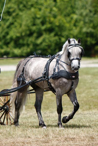 Horses Carriage, Horse Driving, Driving Horses, Welsh Ponies, Town Photography, Equestrian Photography, Carriage Driving, Welsh Pony, Horse Harness